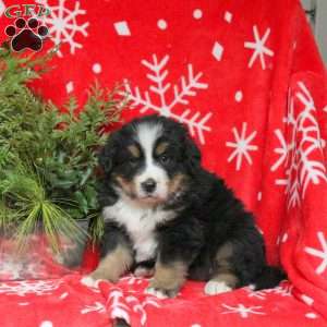 Archer, Bernese Mountain Dog Puppy