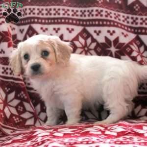 Archer, Cavachon Puppy
