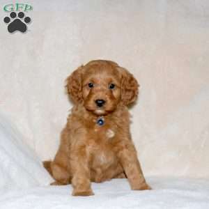 Archer, Cockapoo Puppy