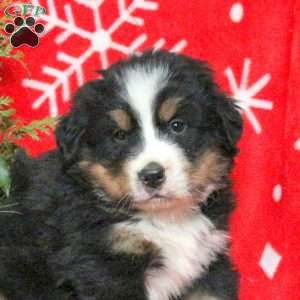 Archer, Bernese Mountain Dog Puppy