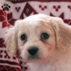 Archer, Cavachon Puppy