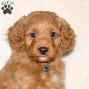 Archer, Cockapoo Puppy