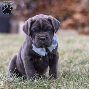 Archie, Cane Corso Puppy