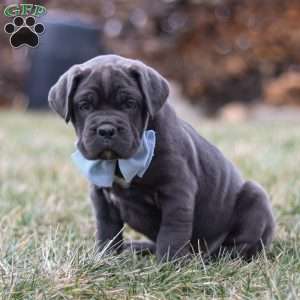 Archie, Cane Corso Puppy
