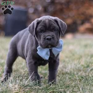 Archie, Cane Corso Puppy