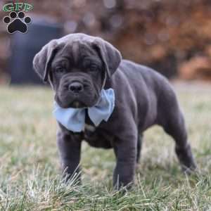 Archie, Cane Corso Puppy