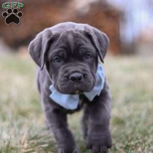Archie, Cane Corso Puppy