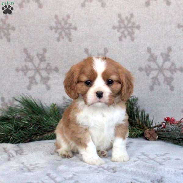Archie, Cavalier King Charles Spaniel Puppy