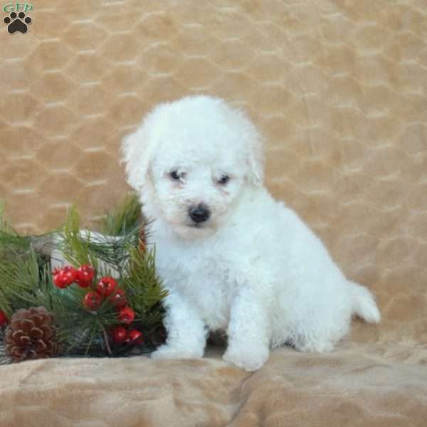 Archie, Bichon Frise Puppy