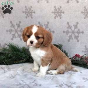Archie, Cavalier King Charles Spaniel Puppy