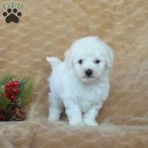 Archie, Bichon Frise Puppy