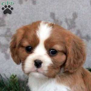 Archie, Cavalier King Charles Spaniel Puppy