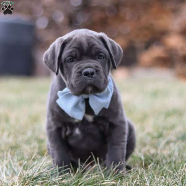 Archie, Cane Corso Puppy