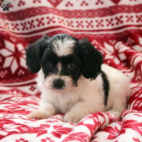Aria, Cavachon Puppy