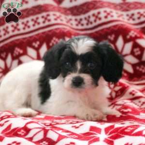 Aria, Cavachon Puppy