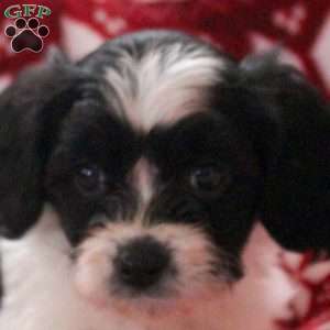 Aria, Cavachon Puppy