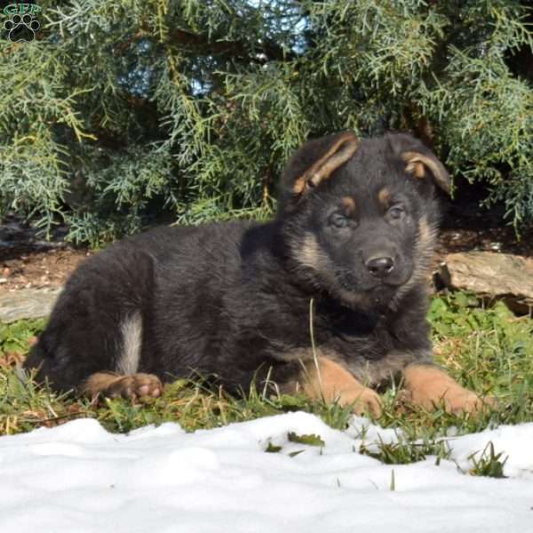 Ariel, German Shepherd Puppy