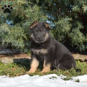 Ariel, German Shepherd Puppy
