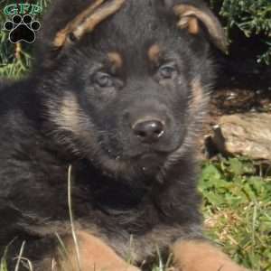 Ariel, German Shepherd Puppy