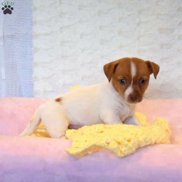 Arlin, Jack Russell Mix Puppy