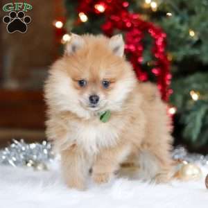 Arlo, Pomeranian Puppy