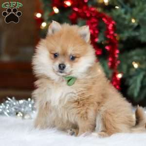 Arlo, Pomeranian Puppy