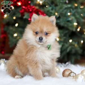 Arlo, Pomeranian Puppy