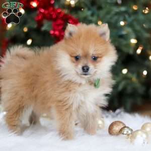 Arlo, Pomeranian Puppy