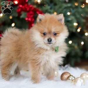 Arlo, Pomeranian Puppy