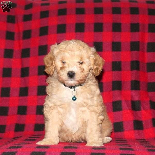Arlo, Cockapoo Puppy