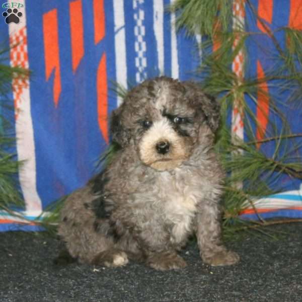 Arlo, Mini Goldendoodle Puppy