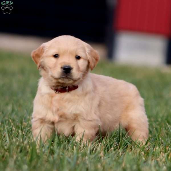 Arlo, Golden Retriever Puppy