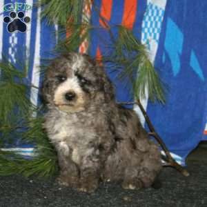 Arlo, Mini Goldendoodle Puppy