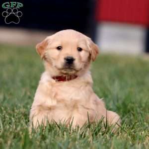 Arlo, Golden Retriever Puppy