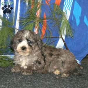 Arlo, Mini Goldendoodle Puppy