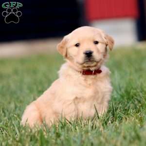 Arlo, Golden Retriever Puppy