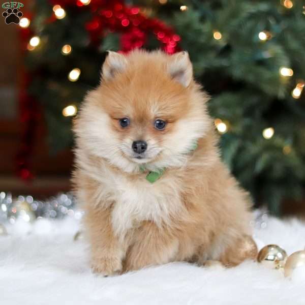 Arlo, Pomeranian Puppy