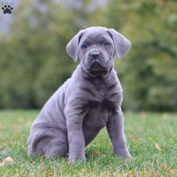 Arnie, Cane Corso Puppy