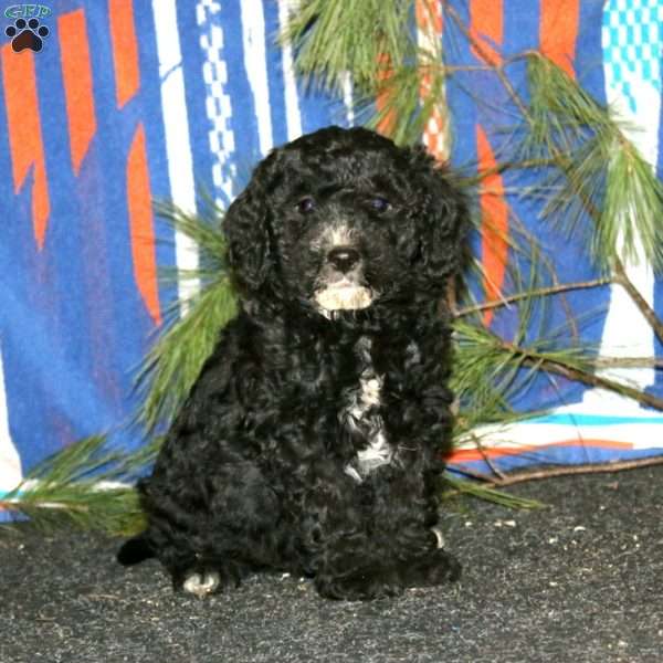 Arnie, Mini Goldendoodle Puppy