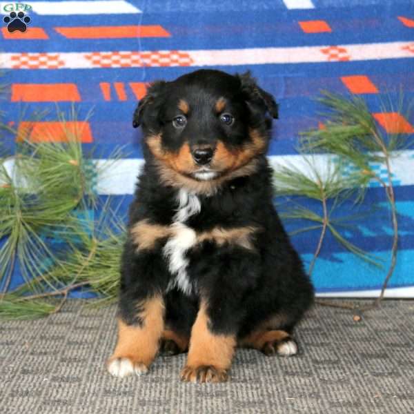 Arnie, Australian Shepherd Puppy