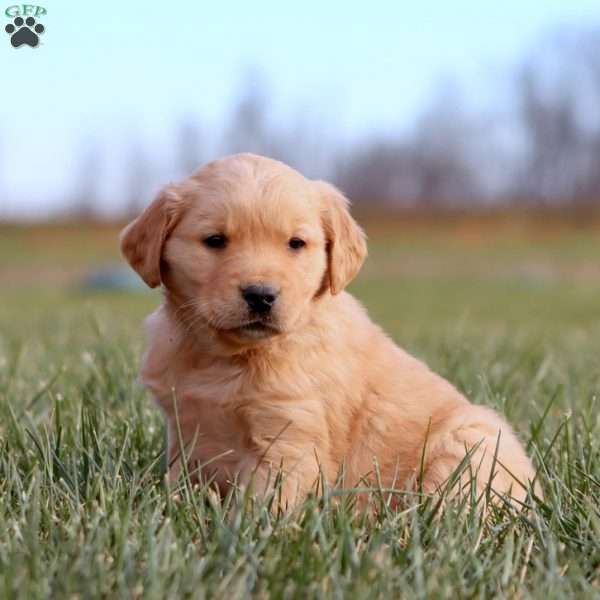 Arnie, Golden Retriever Puppy
