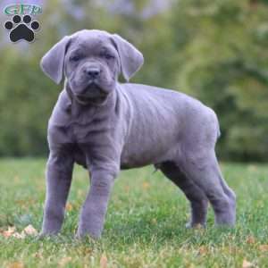 Arnie, Cane Corso Puppy