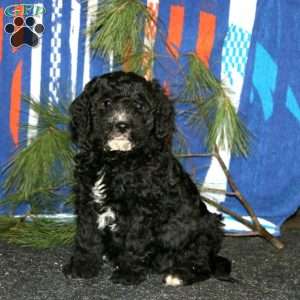 Arnie, Mini Goldendoodle Puppy