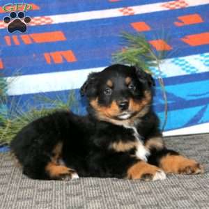 Arnie, Australian Shepherd Puppy