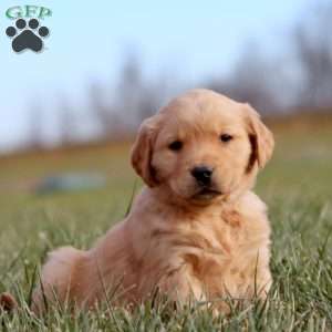 Arnie, Golden Retriever Puppy