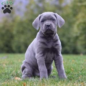 Arnie, Cane Corso Puppy