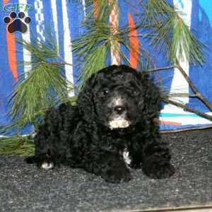 Arnie, Mini Goldendoodle Puppy