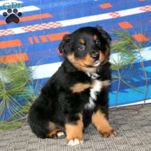 Arnie, Australian Shepherd Puppy