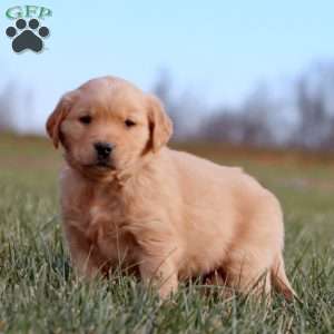 Arnie, Golden Retriever Puppy