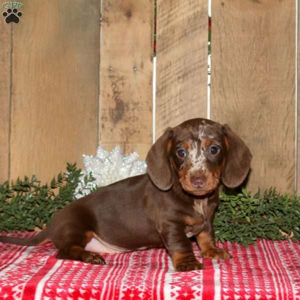 Arnold, Dachshund Puppy